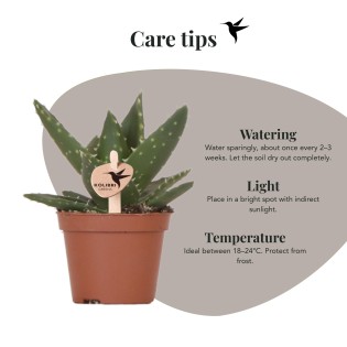 Succulent Aloe Brevifolia - pot Ø6Cm - Plante verte