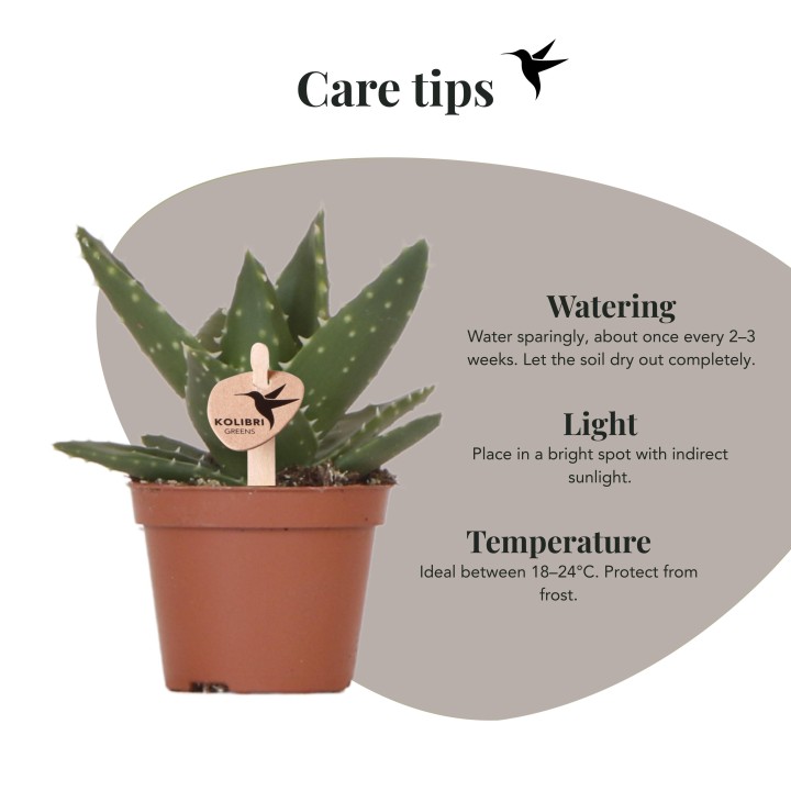 Succulent Aloe Brevifolia - pot Ø6Cm - Plante verte
