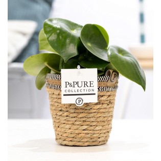 Peperomia goutte d'eau - Ø12Cm - 25Cm