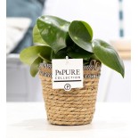 Peperomia goutte d'eau - Ø12Cm - 25Cm
