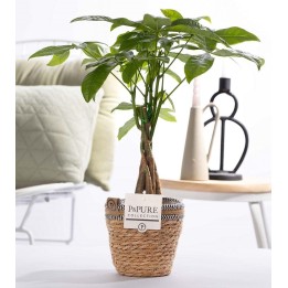 Pachira Aquatica - Ø12Cm -45Cm