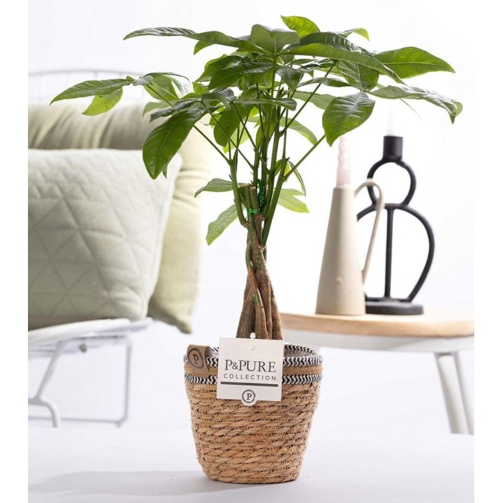 Pachira Aquatica - Ø12Cm -45Cm