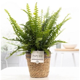 Nephrolepis Green Lady - Ø12Cm - -35Cm