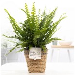 Nephrolepis Green Lady - Ø12Cm - -35Cm