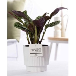 Ctenanthe Burle Marxii In P&Pure Ivy Ceramics Shiny White - Ø12Cm - ↕25Cm