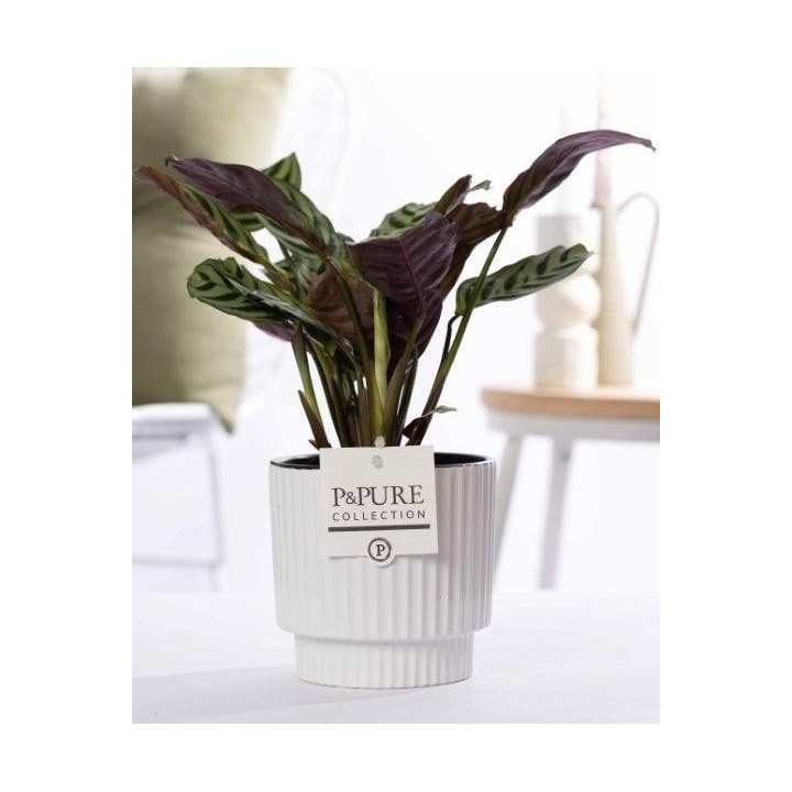 Ctenanthe Burle Marxii In P&Pure Ivy Ceramics Shiny White - Ø12Cm - ↕25Cm