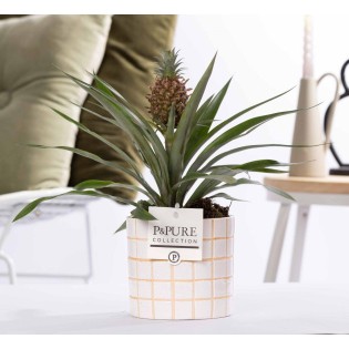 Ananas Rosita en céramique Tirza - Ø12Cm