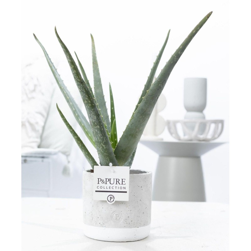 Aloe Vera en céramique de jade - Ø12Cm - 45Cm