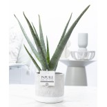 Aloe Vera en céramique de jade - Ø12Cm - 45Cm