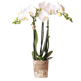 Orchidées Phalaenopsis Blanc - Amabilis - Pot Taille Ø9Cm.
