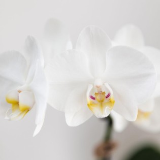 Orchidées Phalaenopsis Blanc - Amabilis - Pot Taille Ø9Cm.