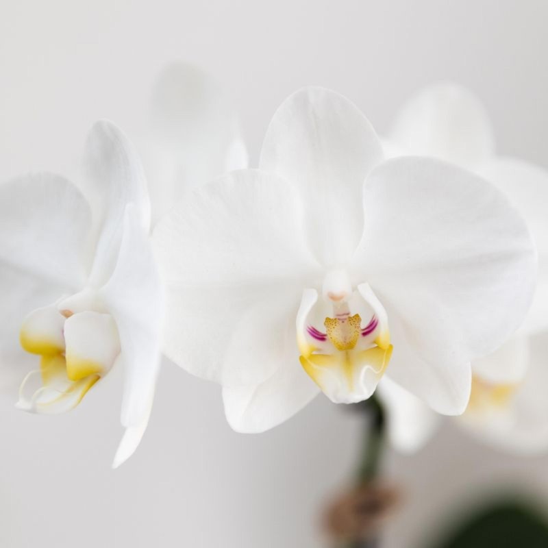 Orchidées Phalaenopsis Blanc - Amabilis - Pot Taille Ø9Cm.