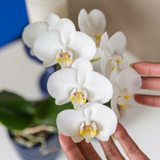 Orchidées Phalaenopsis Blanc - Amabilis - Pot Taille Ø9Cm.