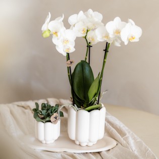 Orchidées Phalaenopsis Blanc - Amabilis - Pot Taille Ø9Cm.