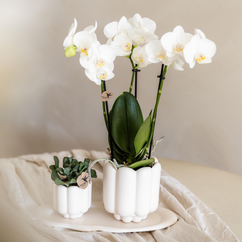 Orchidées Phalaenopsis Blanc - Amabilis - Pot Taille Ø9Cm.