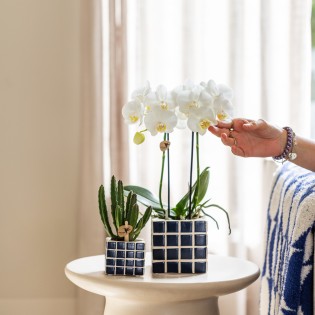 Orchidées Phalaenopsis Blanc - Amabilis - Pot Taille Ø9Cm.