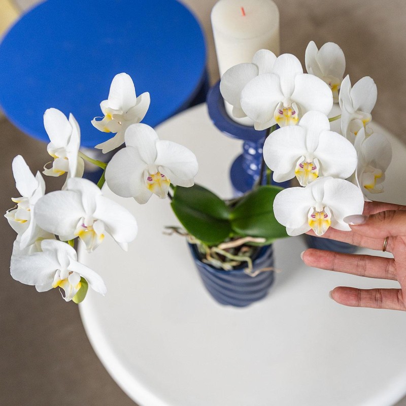 Orchidées Phalaenopsis Blanc - Amabilis - Pot Taille Ø9Cm.
