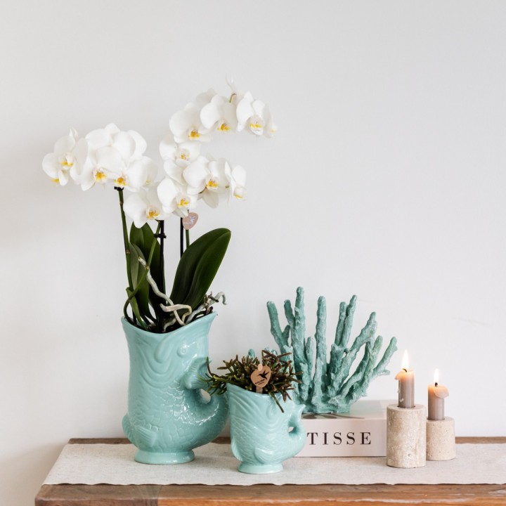 Orchidées Phalaenopsis Blanc - Amabilis - Pot Taille Ø9Cm.