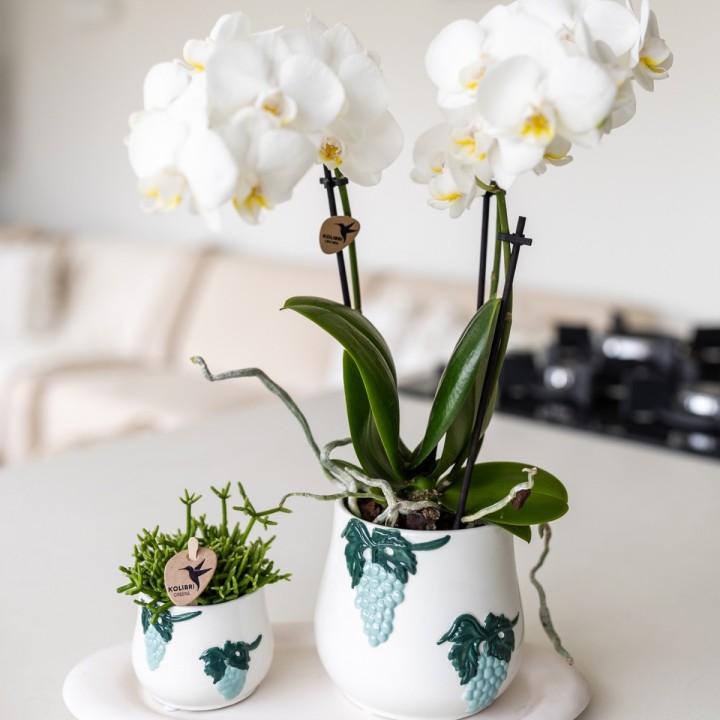 Orchidées Phalaenopsis Blanc - Amabilis - Pot Taille Ø9Cm.