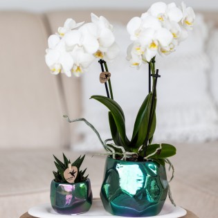Orchidées Phalaenopsis Blanc - Amabilis - Pot Taille Ø9Cm.