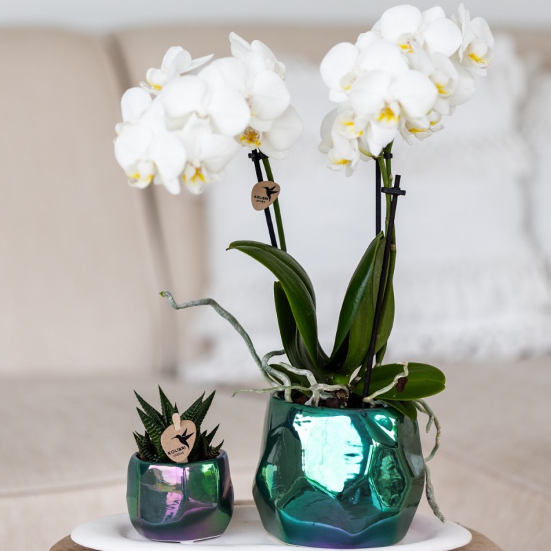 Orchidées Phalaenopsis Blanc - Amabilis - Pot Taille Ø9Cm.