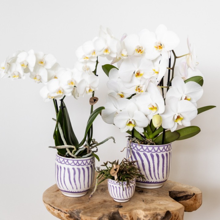Orchidées Phalaenopsis Blanc - Amabilis - Pot Taille Ø9Cm.