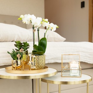 Orchidées Phalaenopsis Blanc - Amabilis - Pot Taille Ø9Cm.