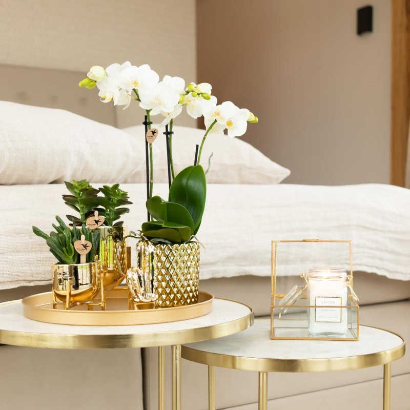 Orchidées Phalaenopsis Blanc - Amabilis - Pot Taille Ø9Cm.