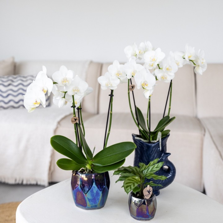 Orchidées Phalaenopsis Blanc - Amabilis - Pot Taille Ø9Cm.
