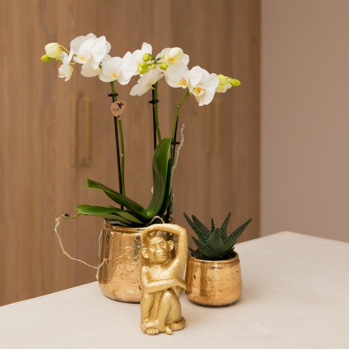 Orchidées Phalaenopsis Blanc - Amabilis - Pot Taille Ø9Cm.