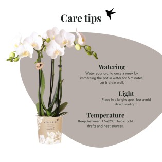 Orchidées Phalaenopsis Blanc - Amabilis - Pot Taille Ø9Cm.