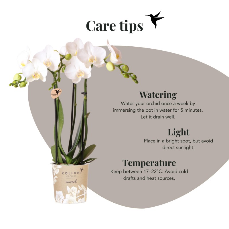 Orchidées Phalaenopsis Blanc - Amabilis - Pot Taille Ø9Cm.