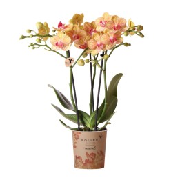 Orchidées Phalaenopsis  beau orange pot Ø9Cm