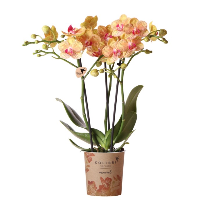 Orchidées Phalaenopsis  beau orange pot Ø9Cm