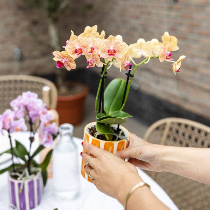 Orchidées Phalaenopsis  beau orange pot Ø9Cm