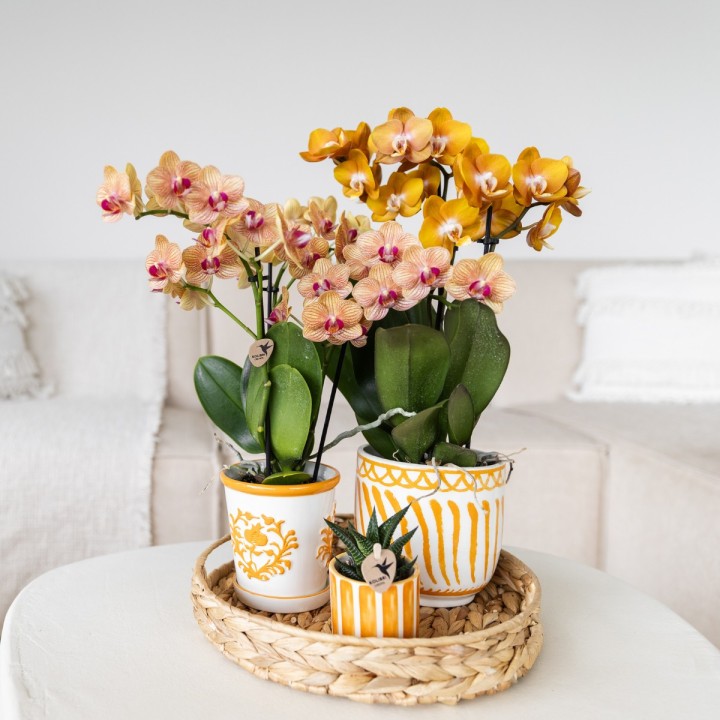 Orchidées Phalaenopsis  beau orange pot Ø9Cm