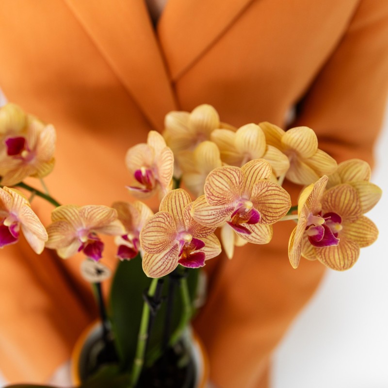 Orchidées Phalaenopsis  beau orange pot Ø9Cm