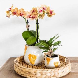 Orchidées Phalaenopsis  beau orange pot Ø9Cm