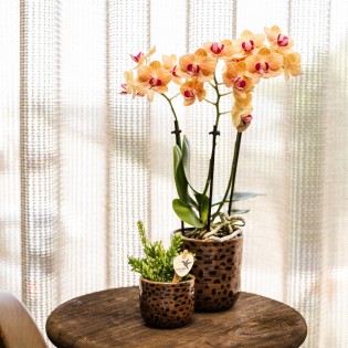 Orchidées Phalaenopsis  beau orange pot Ø9Cm