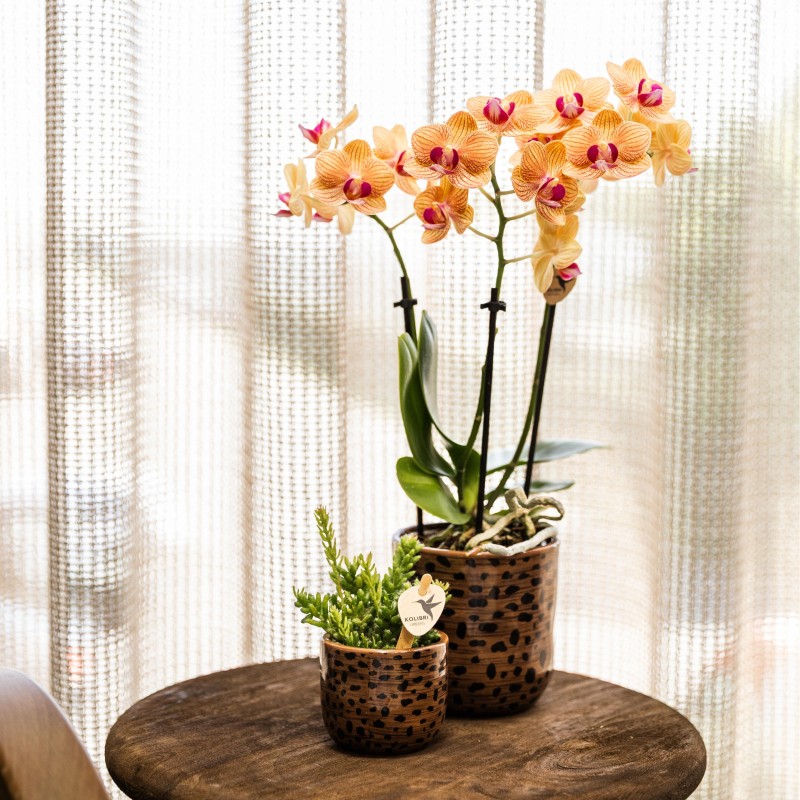 Orchidées Phalaenopsis  beau orange pot Ø9Cm