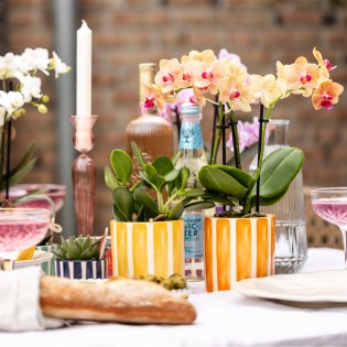 Orchidées Phalaenopsis  beau orange pot Ø9Cm