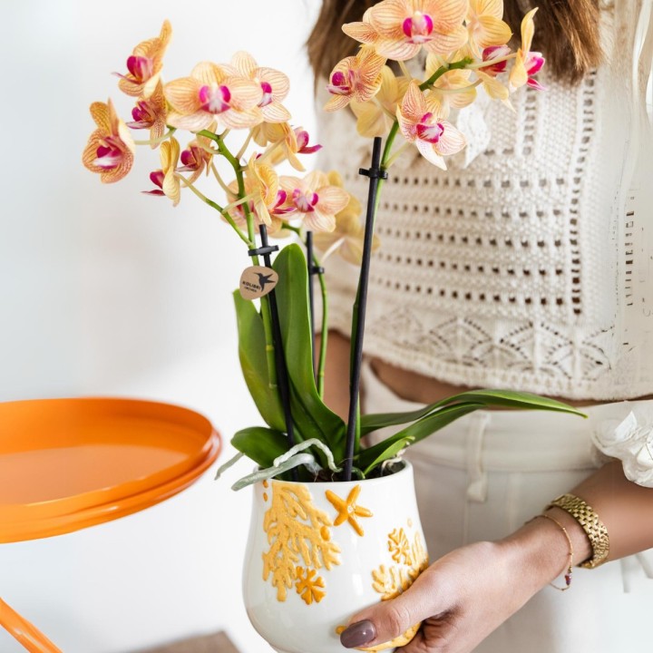 Orchidées Phalaenopsis  beau orange pot Ø9Cm