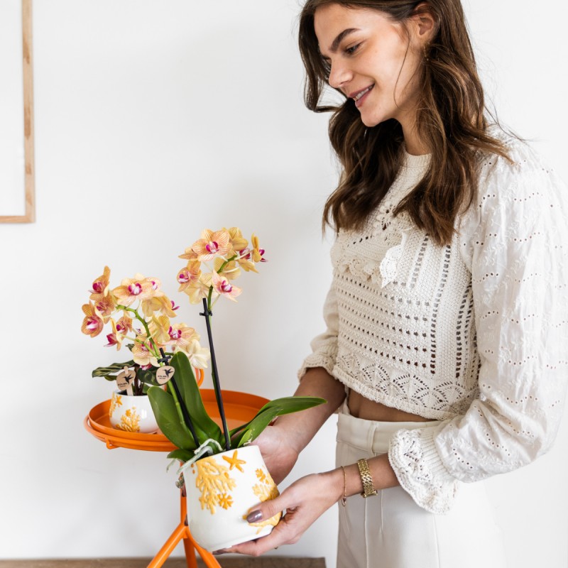 Orchidées Phalaenopsis  beau orange pot Ø9Cm