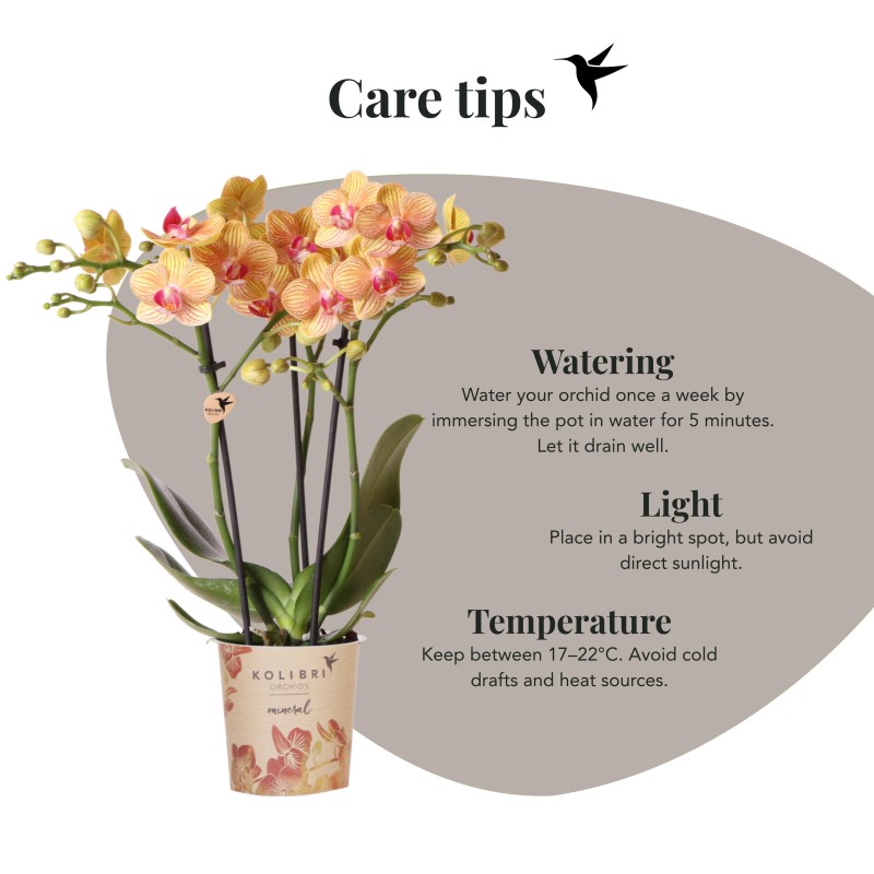 Orchidées Phalaenopsis  beau orange pot Ø9Cm