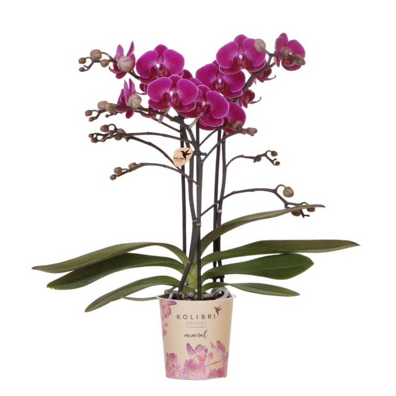 Orchidées Phalaenopsis - Morelia - Pot de taille Ø9Cm.