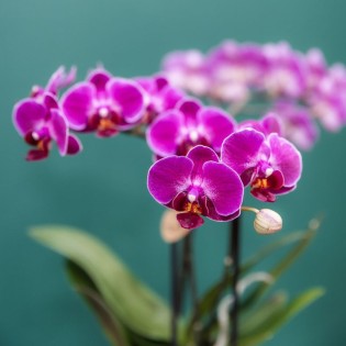Orchidées Phalaenopsis - Morelia - Pot de taille Ø9Cm.