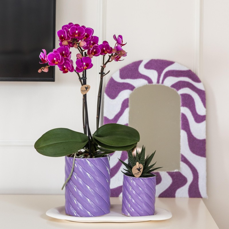 Orchidées Phalaenopsis - Morelia - Pot de taille Ø9Cm.
