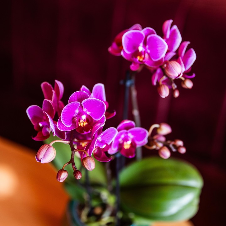 Orchidées Phalaenopsis - Morelia - Pot de taille Ø9Cm.