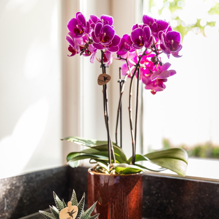Orchidées Phalaenopsis - Morelia - Pot de taille Ø9Cm.