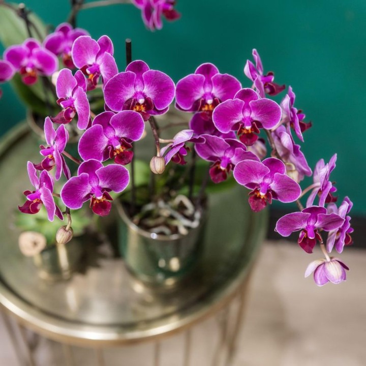 Orchidées Phalaenopsis - Morelia - Pot de taille Ø9Cm.